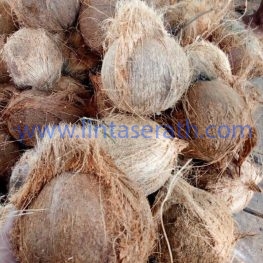 Semi Husked Matured Coconut Supplier