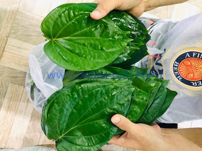 Betel Leaves Suppliers, Exporters, Distributors, Traders From Thailand