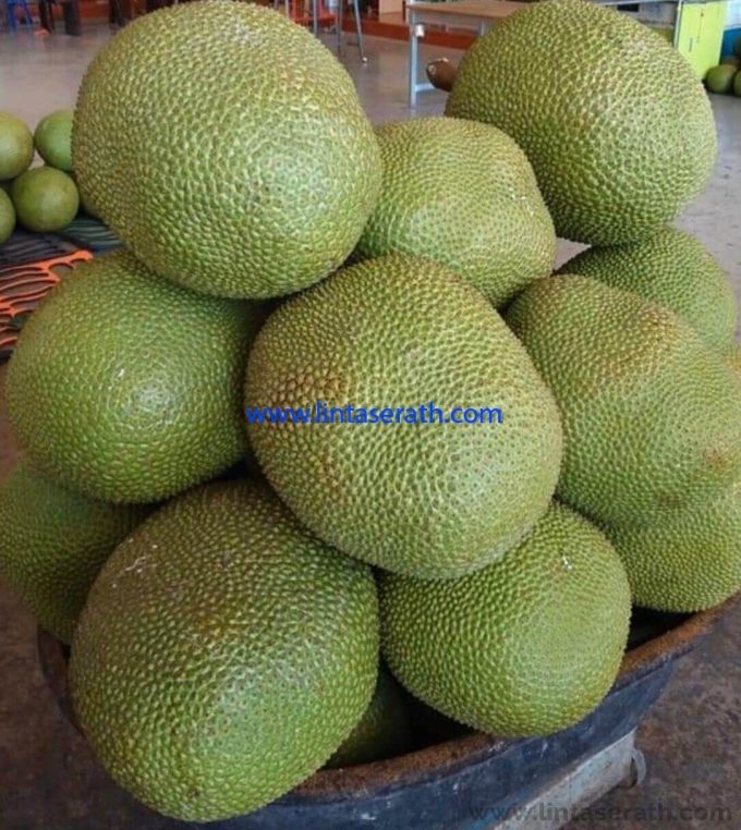 Fresh Jackfruits Exporters