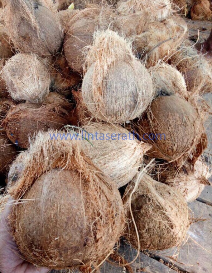 Semi Husked Matured Coconut Supplier