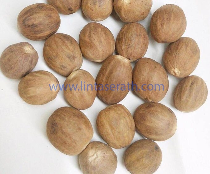Nutmeg Spice  Suppliers, Exporters, Distributors, Traders From Thailand