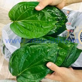Betel Leaves Suppliers, Exporters, Distributors, Traders From Thailand